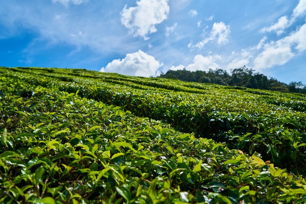 Tea Garden in Bir Billing